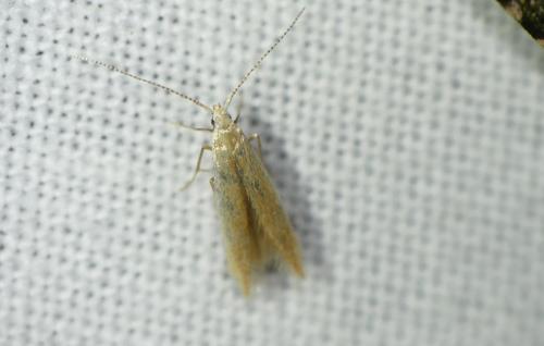 Coleophora milvipennis